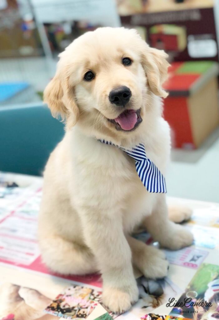 看板犬🐶〜ドンちゃんに交配のオファーいただきました   | ま〜むの日記