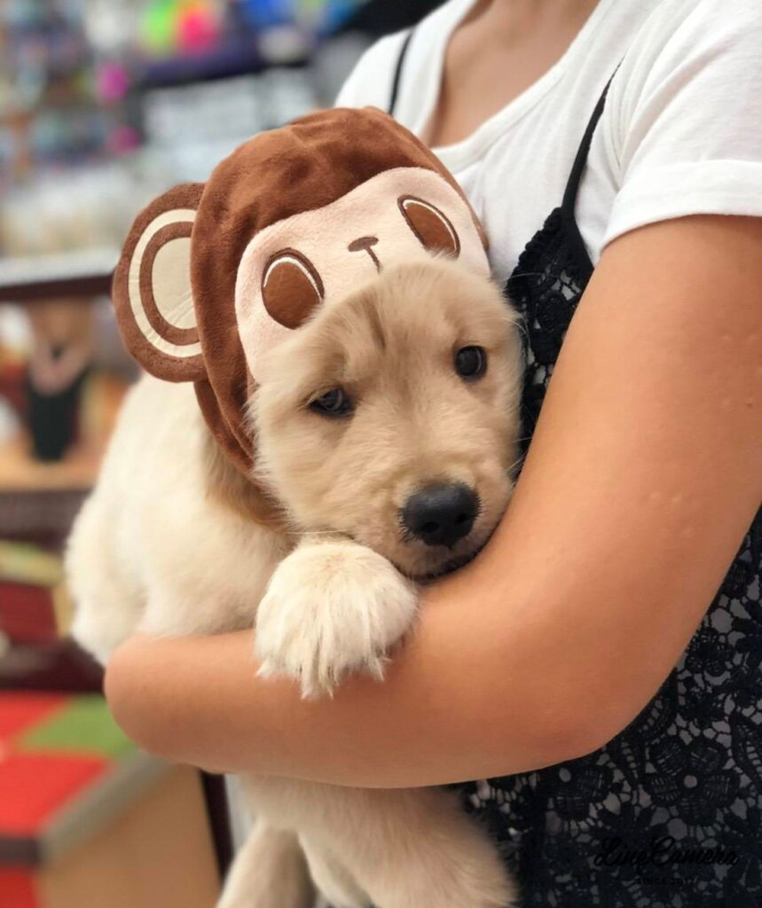 看板犬🐶〜ドンちゃんに交配のオファーいただきました   | ま〜むの日記