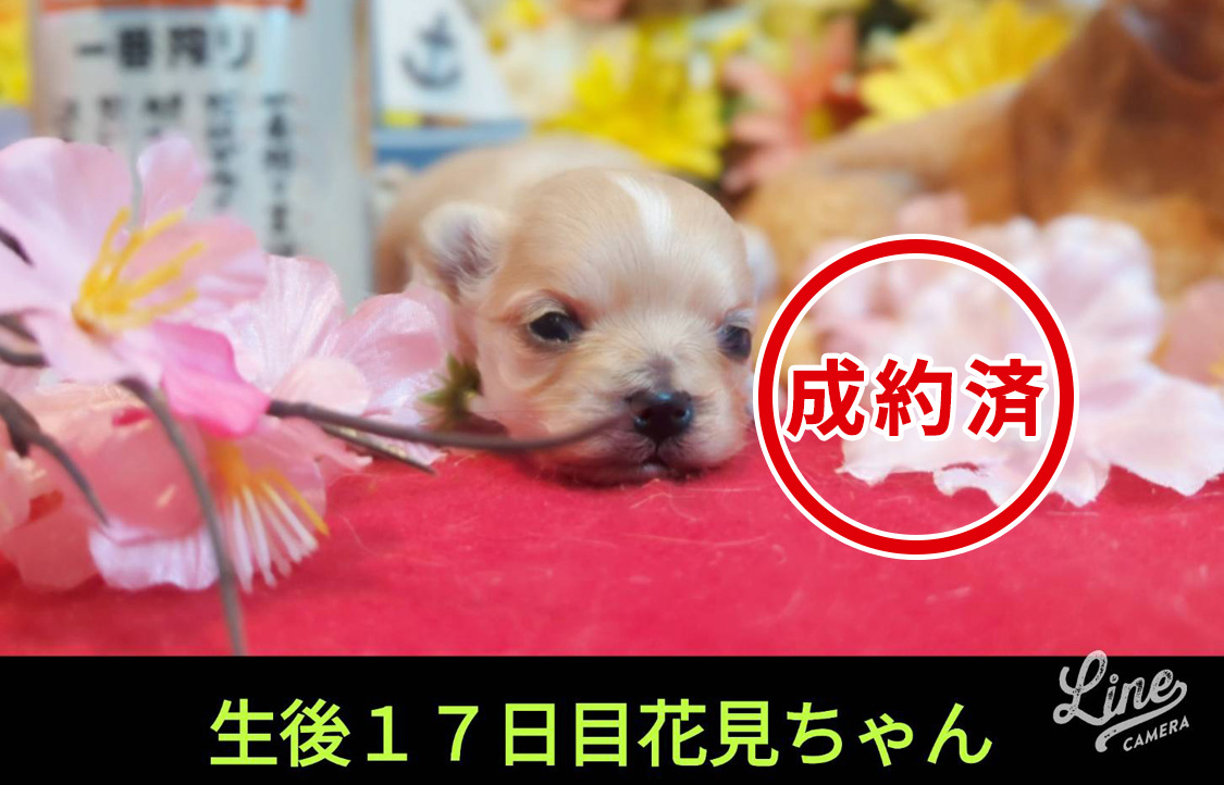 可愛いいMIX犬 マルプーの赤ちゃん