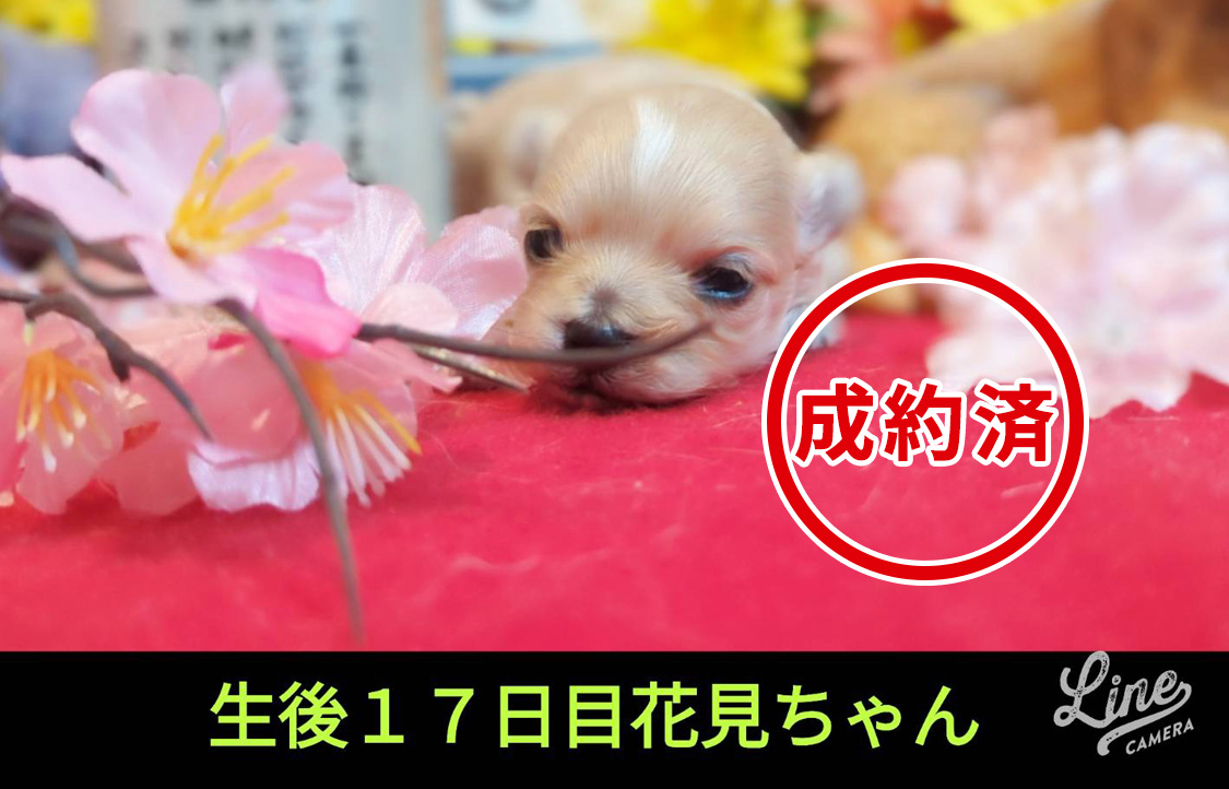 可愛いいMIX犬 マルプーの赤ちゃん