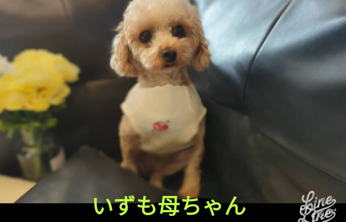 お母さん犬のいずも母ちゃん