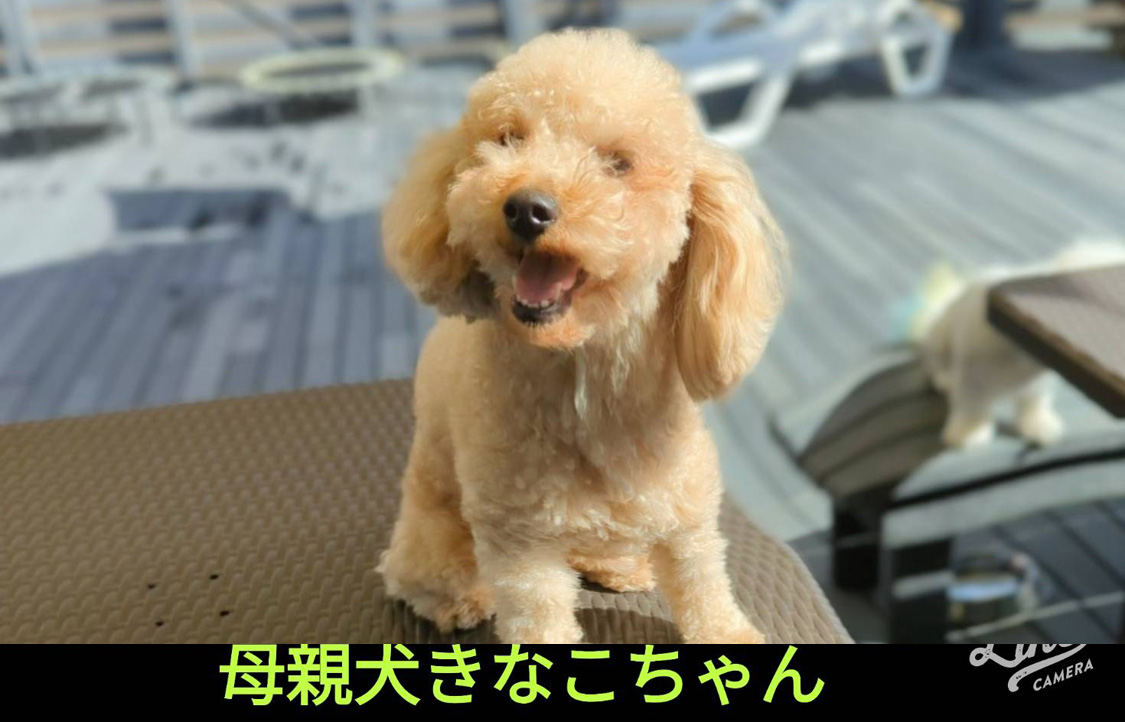 お母さん犬プードルのきなこちゃん