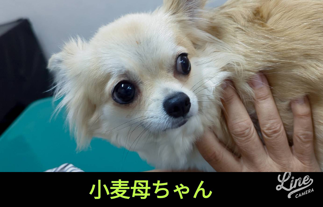 お母さん犬の小麦ちゃん