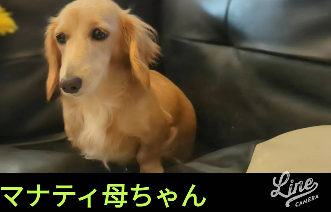 お母さん犬のMダックスのマナティ