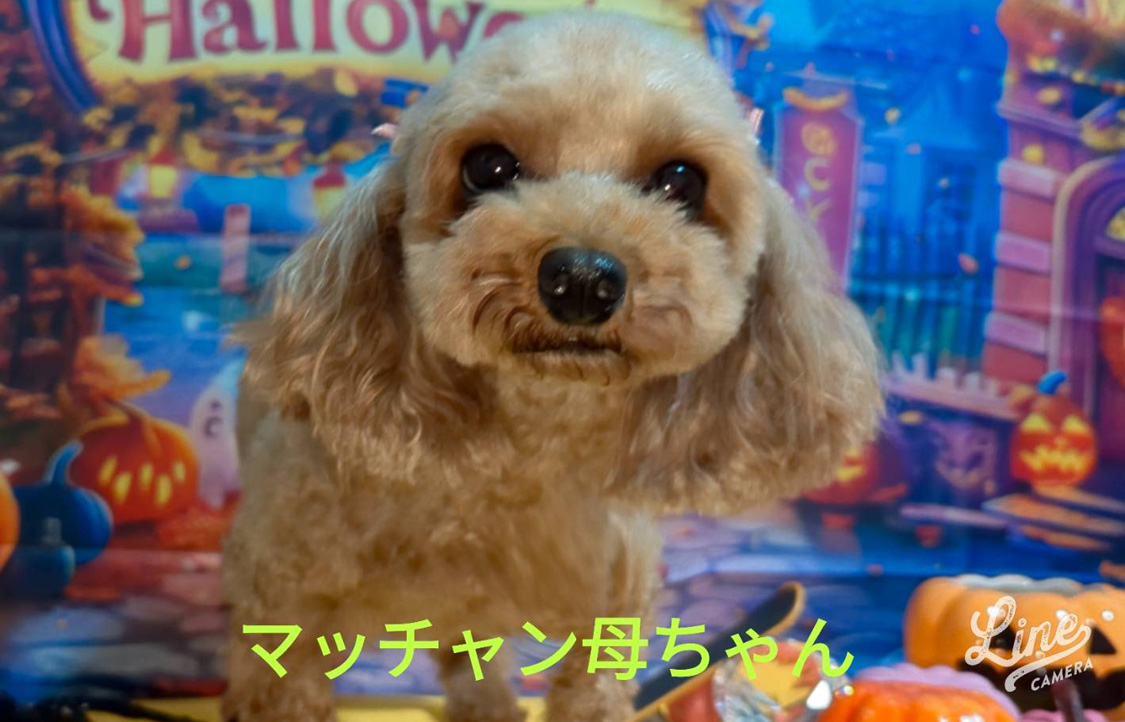 お母さん犬のプードルのまっちゃん