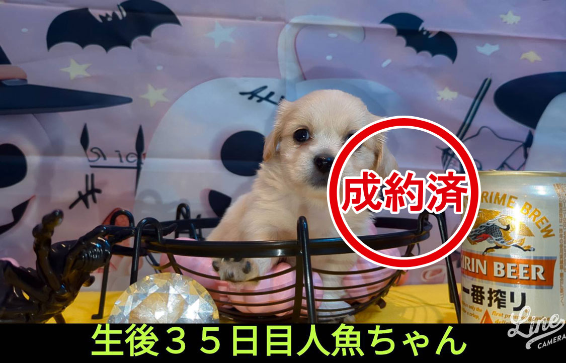 可愛いいチワックスMIX犬の赤ちゃん