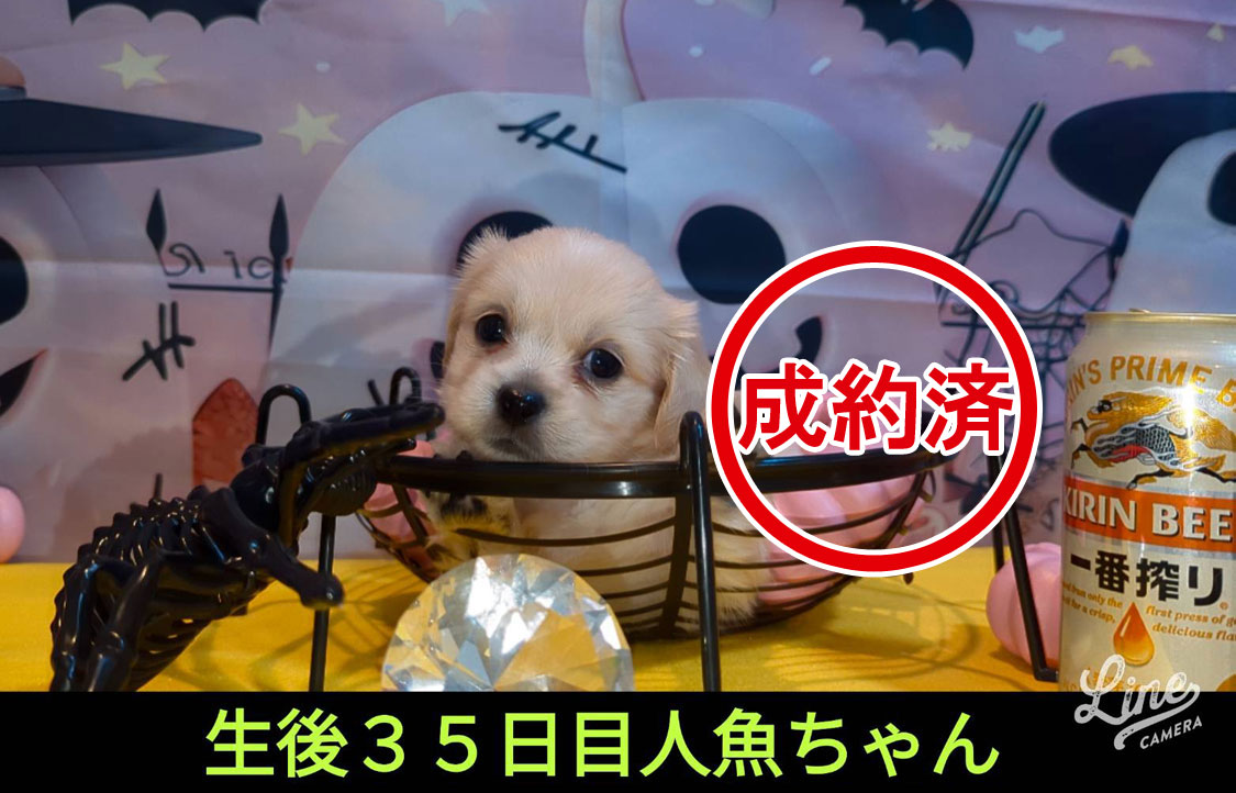 可愛いいチワックスMIX犬の赤ちゃん