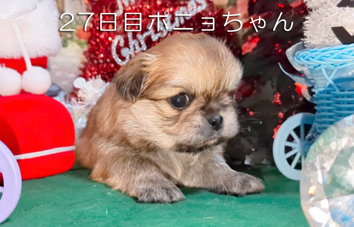 可愛いいペキチワMIX犬の赤ちゃん