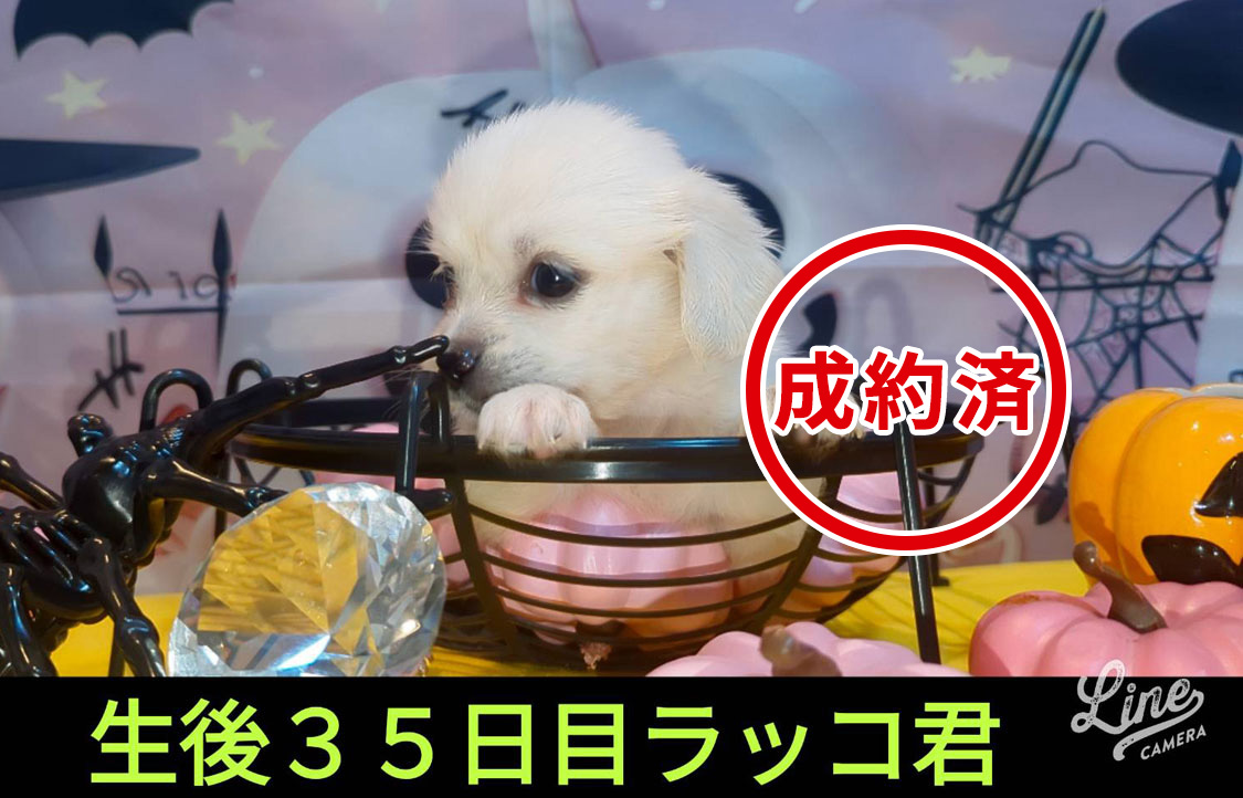 可愛いいチワックスMIX犬の赤ちゃん