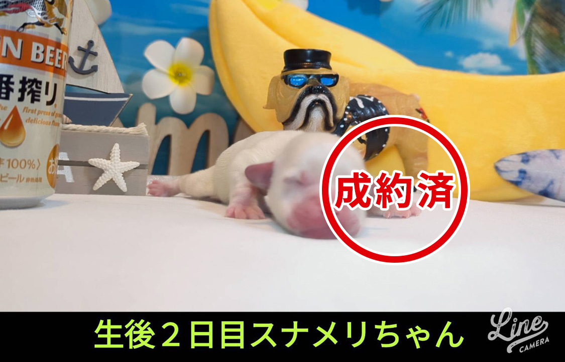 可愛いいチワックスMIX犬の赤ちゃん