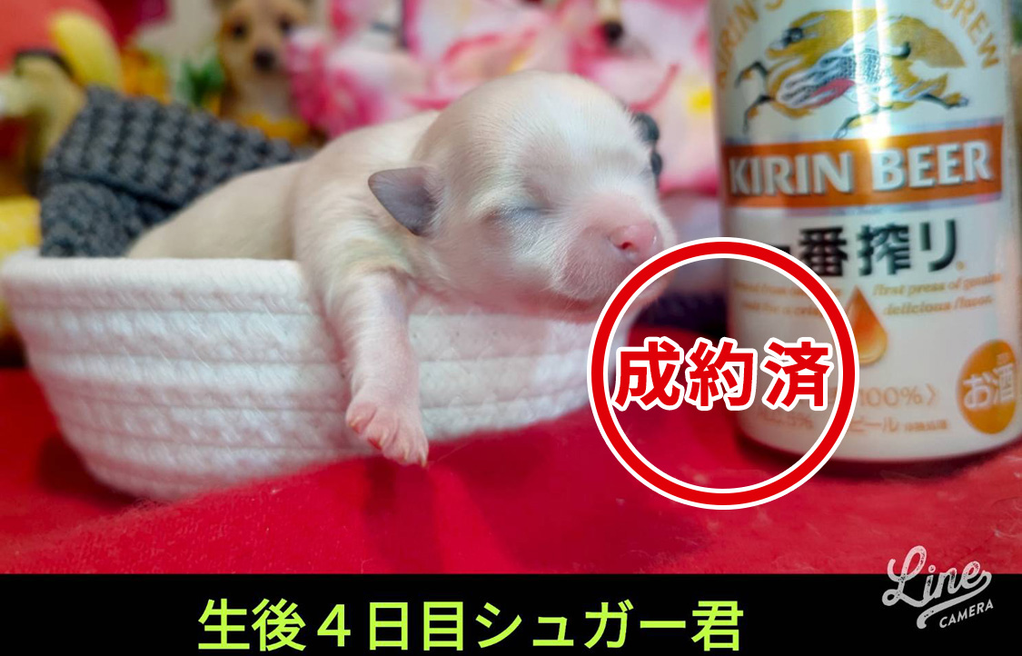 可愛いいMIX犬の赤ちゃん