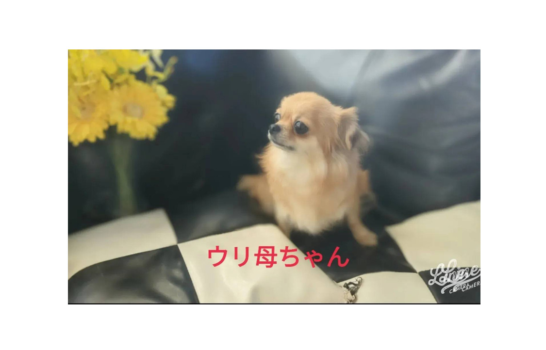 お母さん犬のウリちゃん